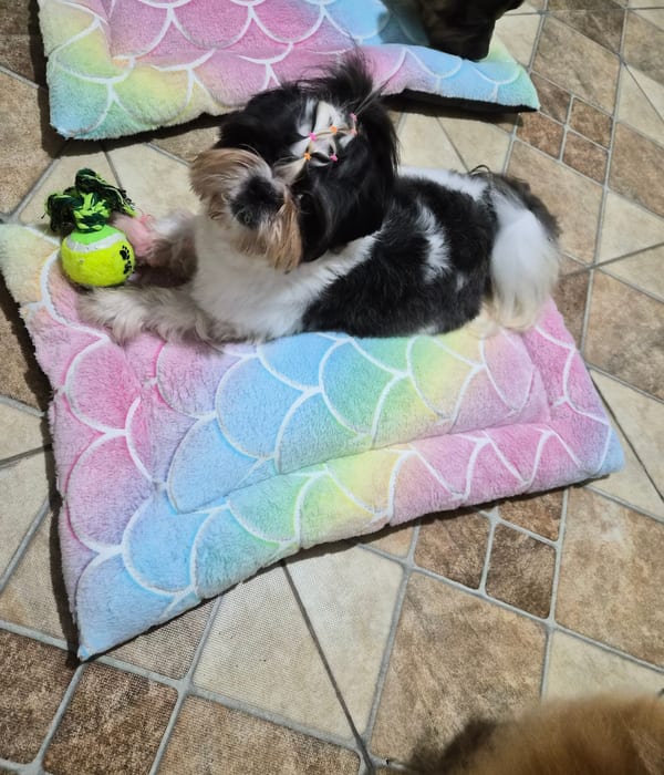 Day Care