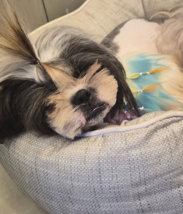 Hotel Pet